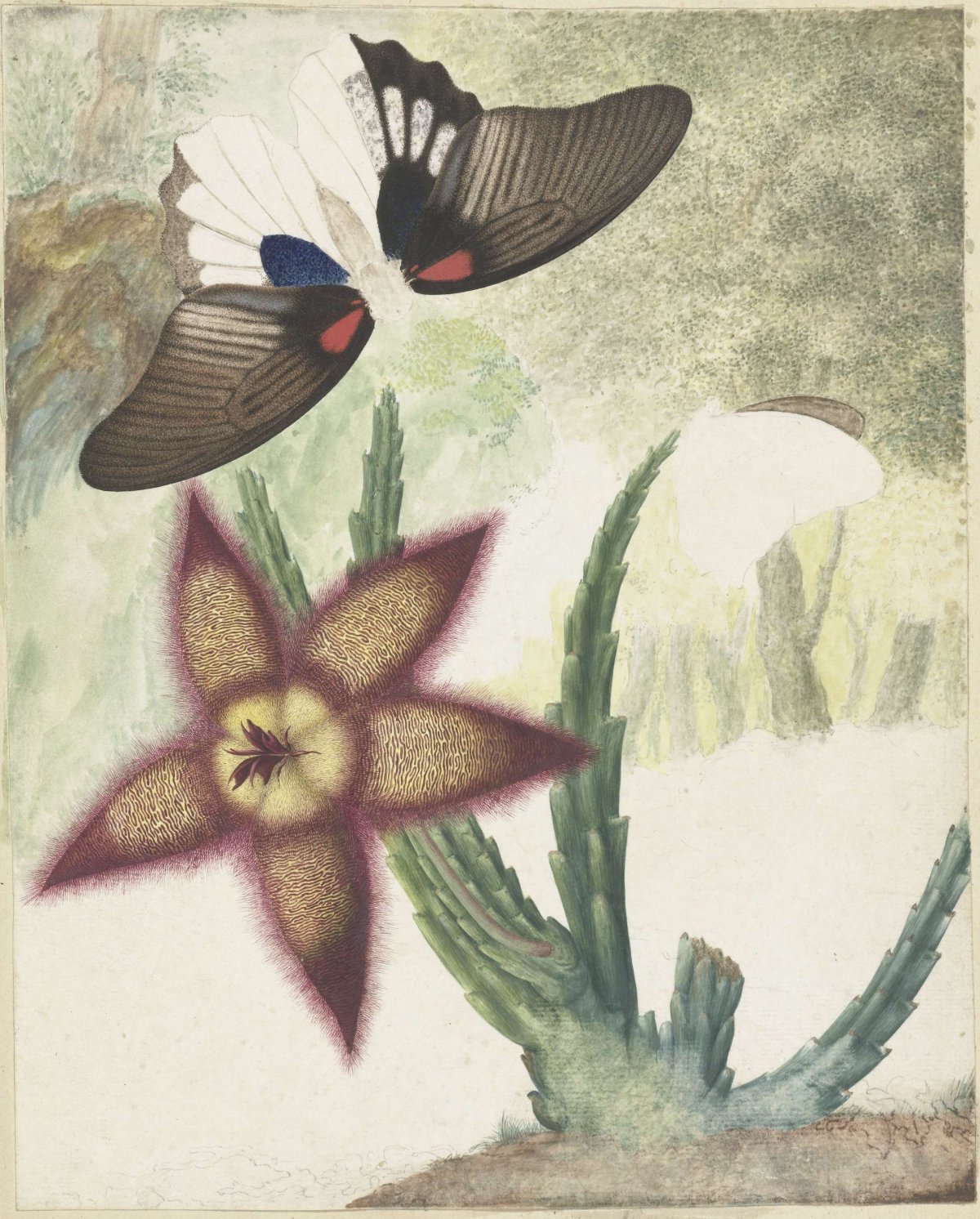 Two butterflies and a five-petaled yellow-purple flower, Hermanus de Wit, 1774 - 1842