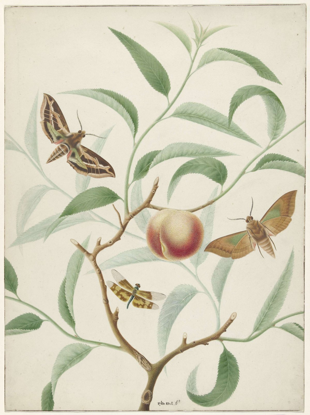 Peach on a branch with two alien butterflies and a dragonfly, Hermanus de Wit, 1774 - 1842