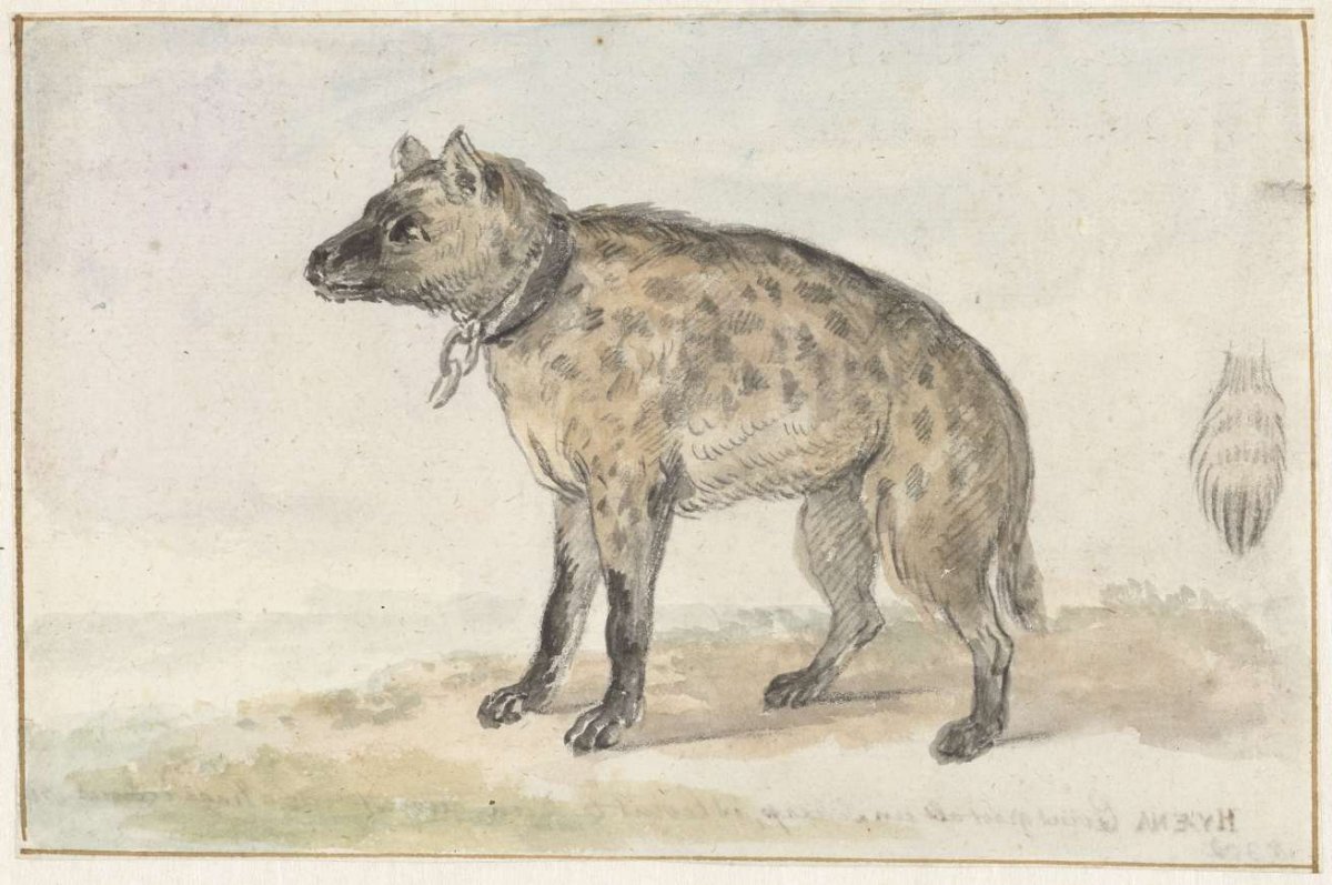 Gevlekte hyena, Aert Schouman, 1767 - 1769