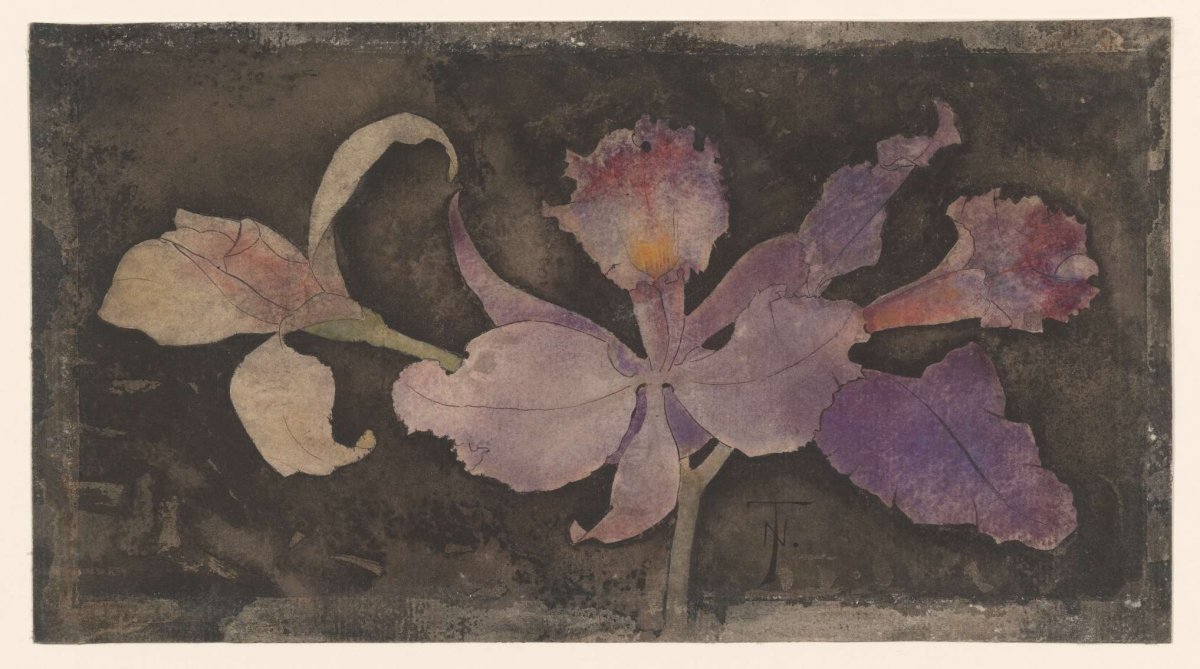 Paarse orchidee, Theo Nieuwenhuis, 1876 - 1951