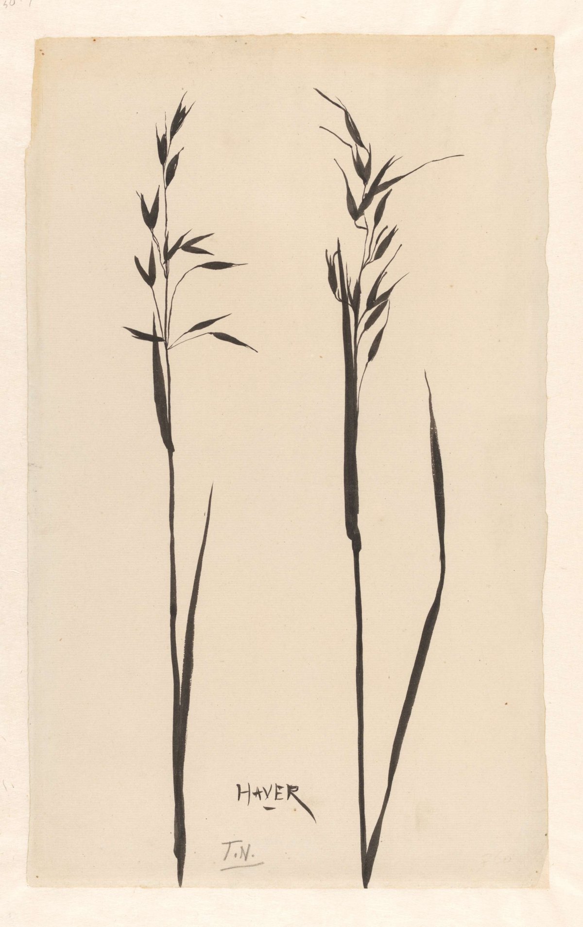 Two ears of oats, Theo Nieuwenhuis, 1876 - 1951