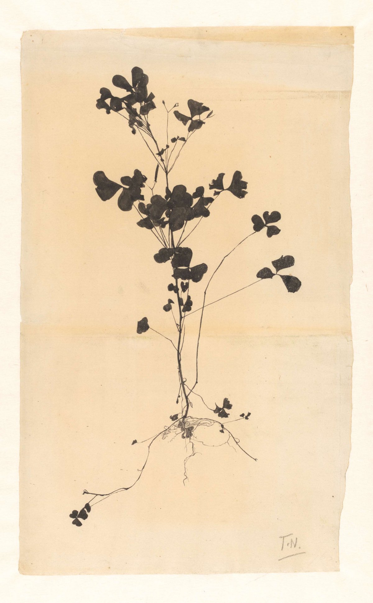 Flowering plant, with the roots, Theo Nieuwenhuis, 1876 - 1951