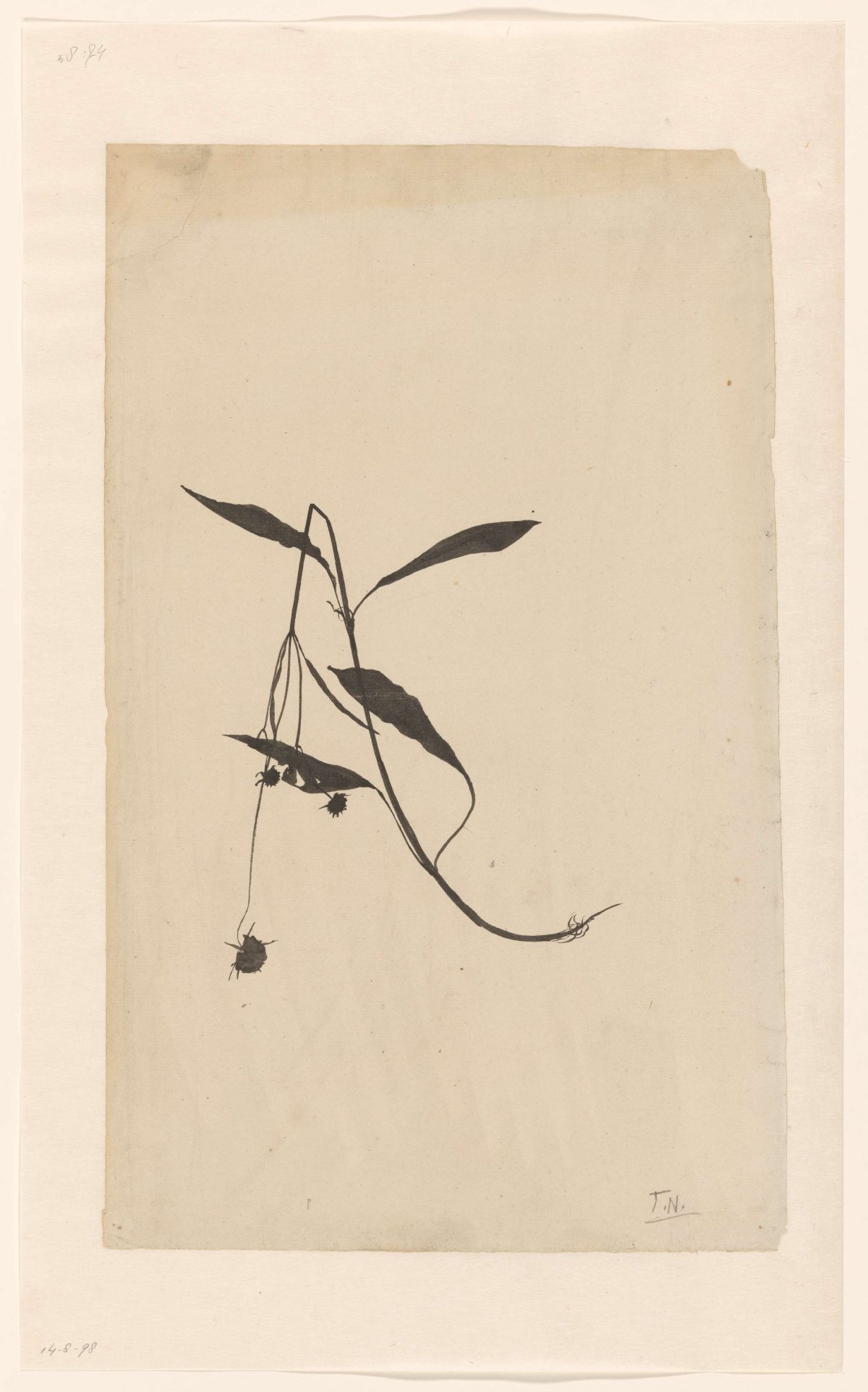 Snapped stem of a plant, Theo Nieuwenhuis, 1876 - 1951
