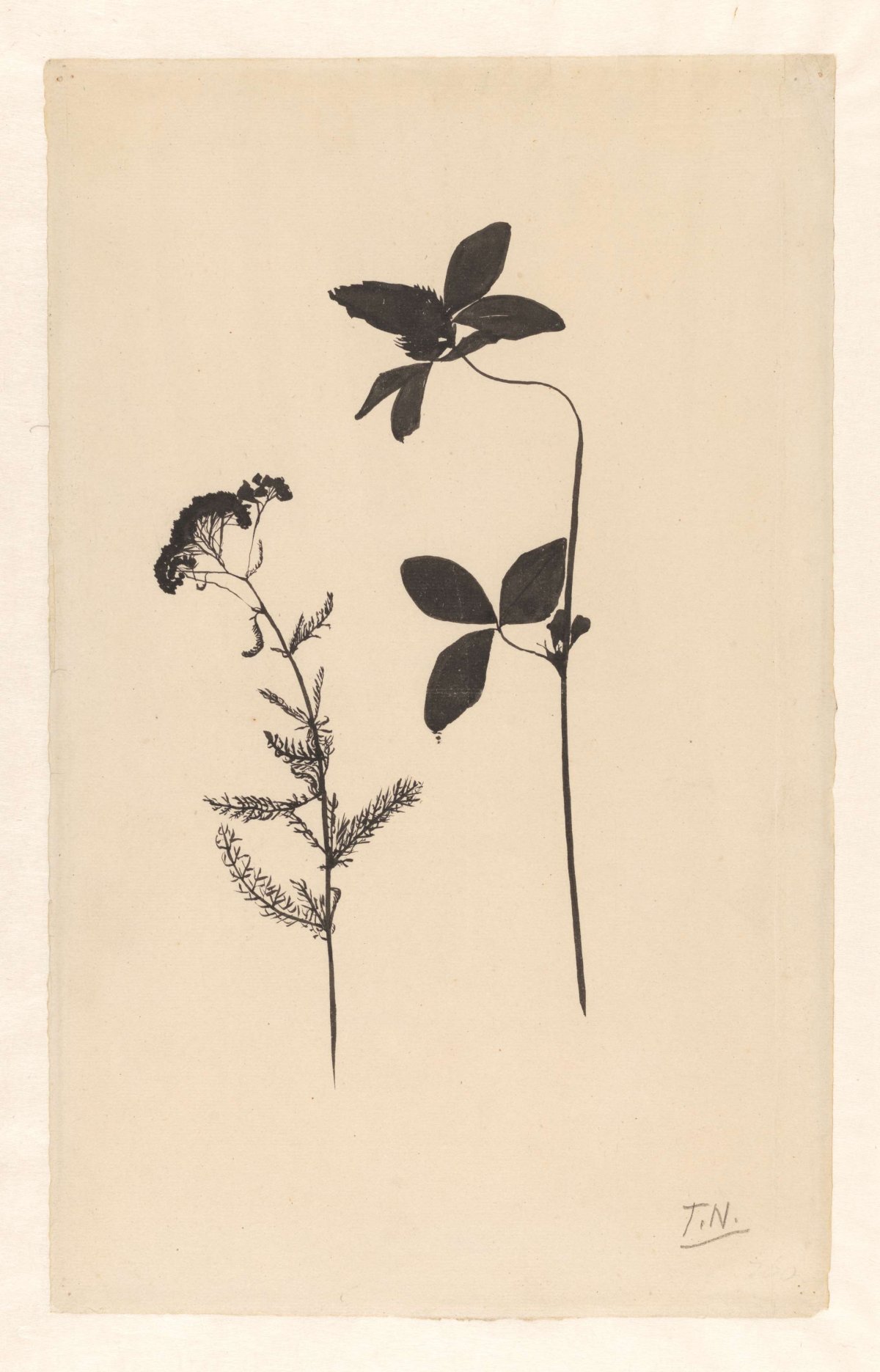 Clover and another plant, Theo Nieuwenhuis, 1876 - 1951