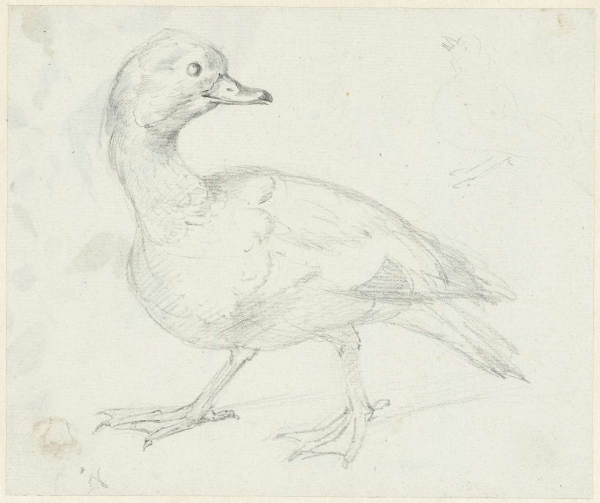 Study of a duck and two other birds, Aert Schouman, 1720 - 1792