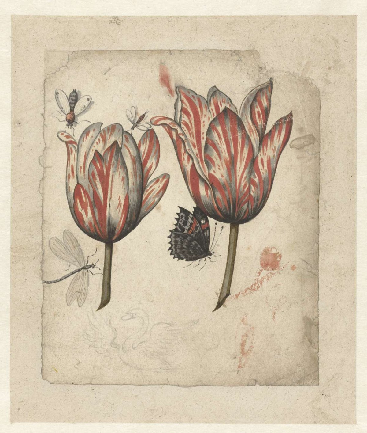 Leaf with two tulips and some insects, anonymous, 1600 - 1699