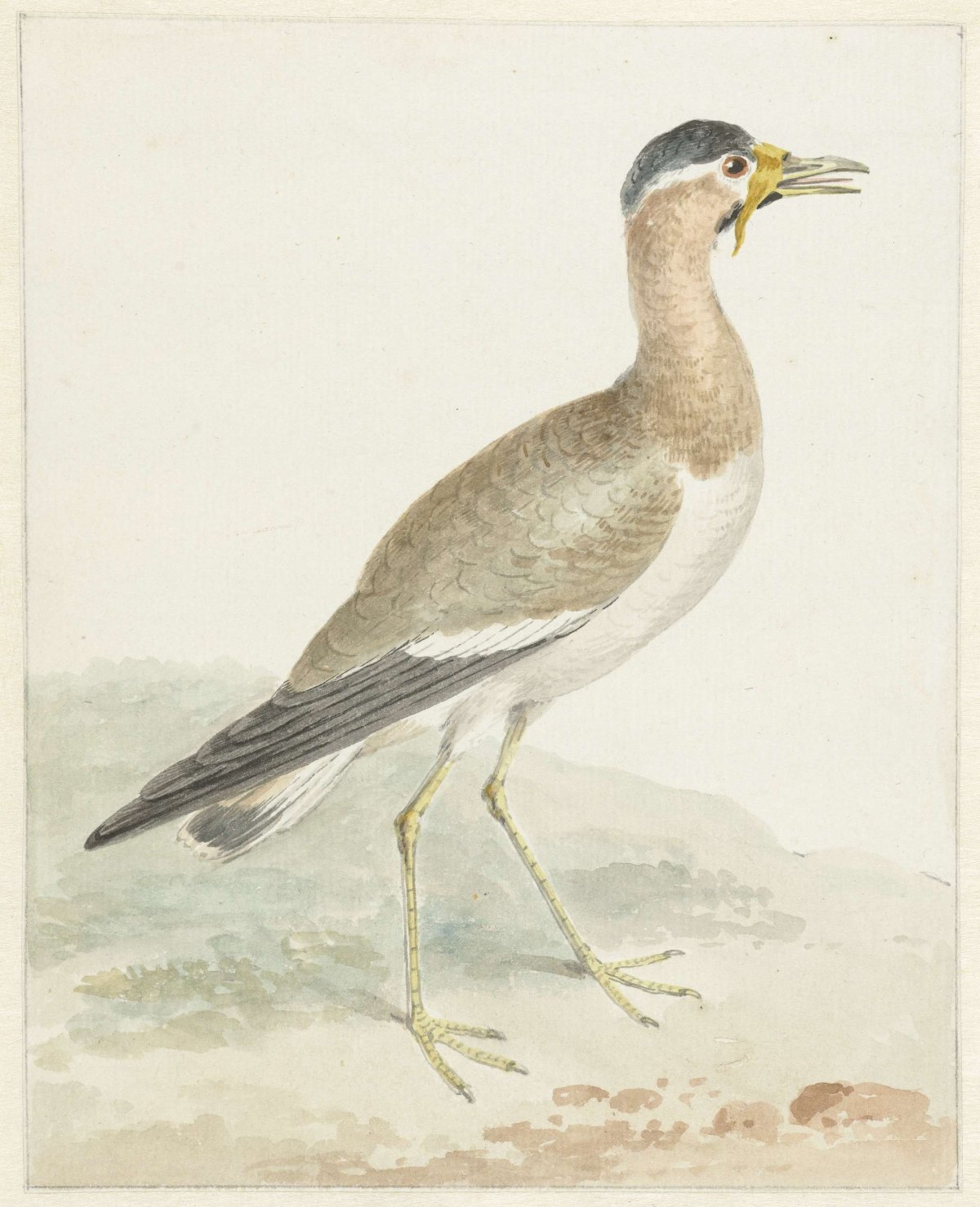 A Yellow-wattled Lapwing, Aert Schouman, 1720 - 1792