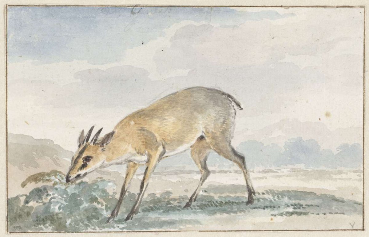 Guinees Jufferbokje of Sylvicapra Grimmia, Aert Schouman, 1765