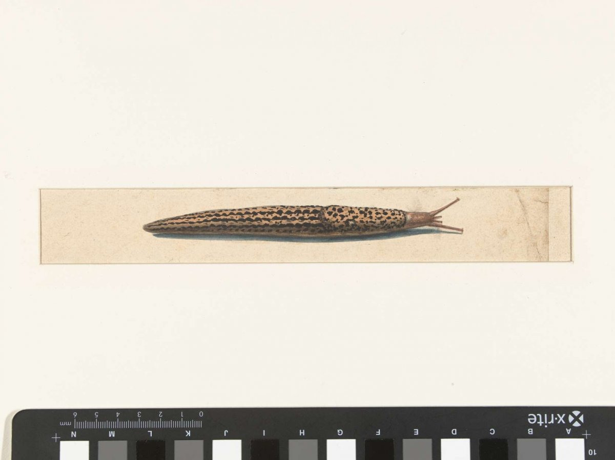 Naaktslak, anonymous, 1560 - 1585