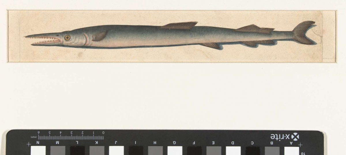 Pijlsnoek, anonymous, 1560 - 1585