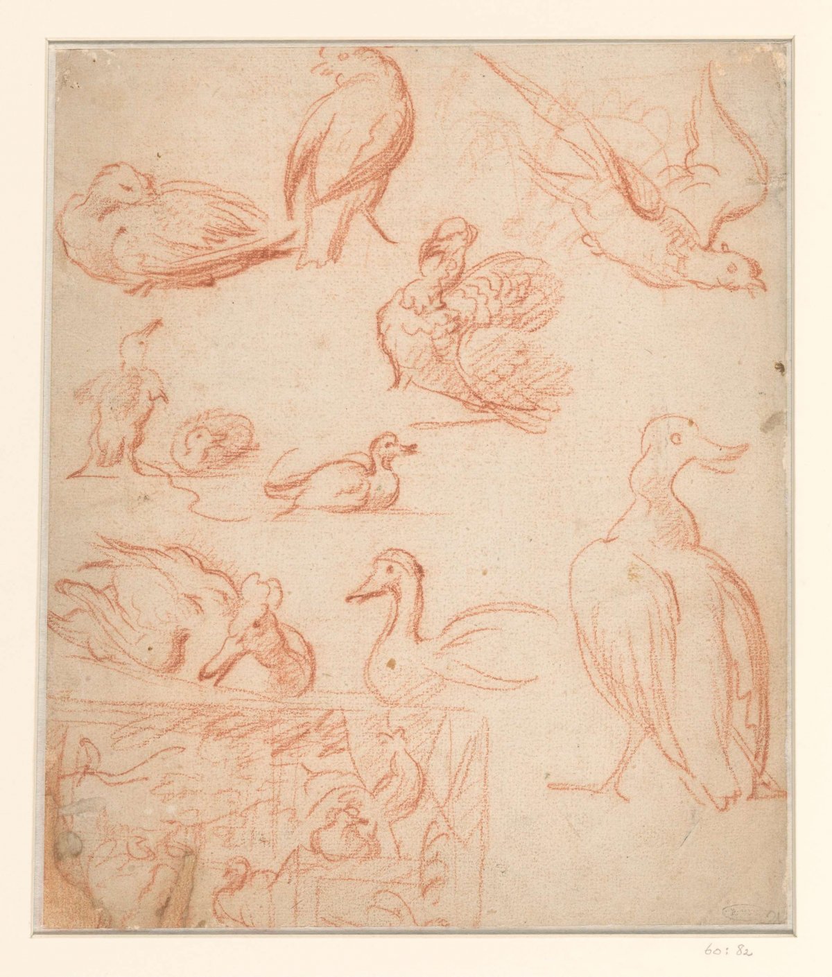 Sketches of a composition and different birds, Melchior d'Hondecoeter, 1646 - 1695