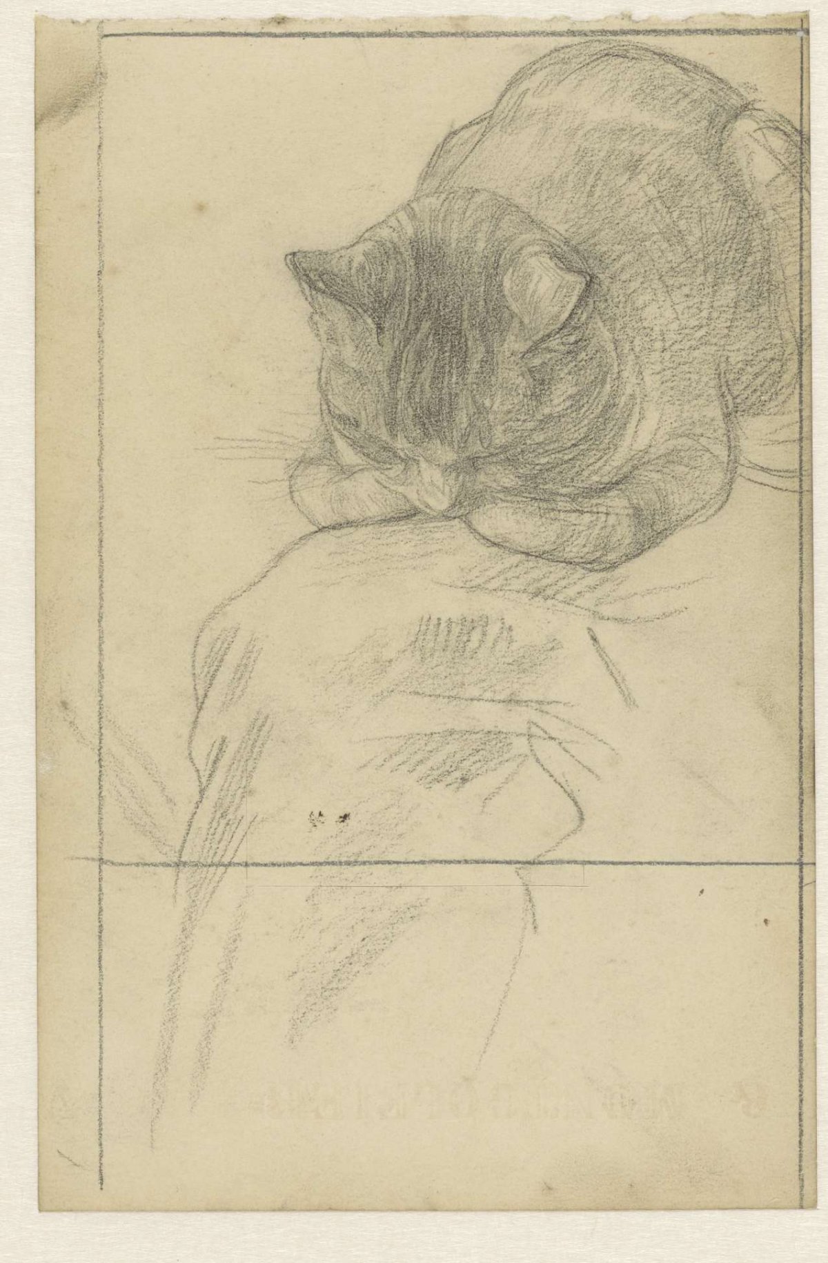 Studies of a cat, Jan Veth, 1874 - 1925
