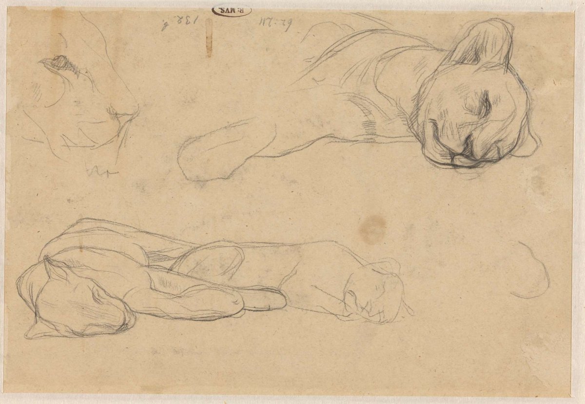 Studies of lions, Jan Veth, c. 1880 - c. 1885