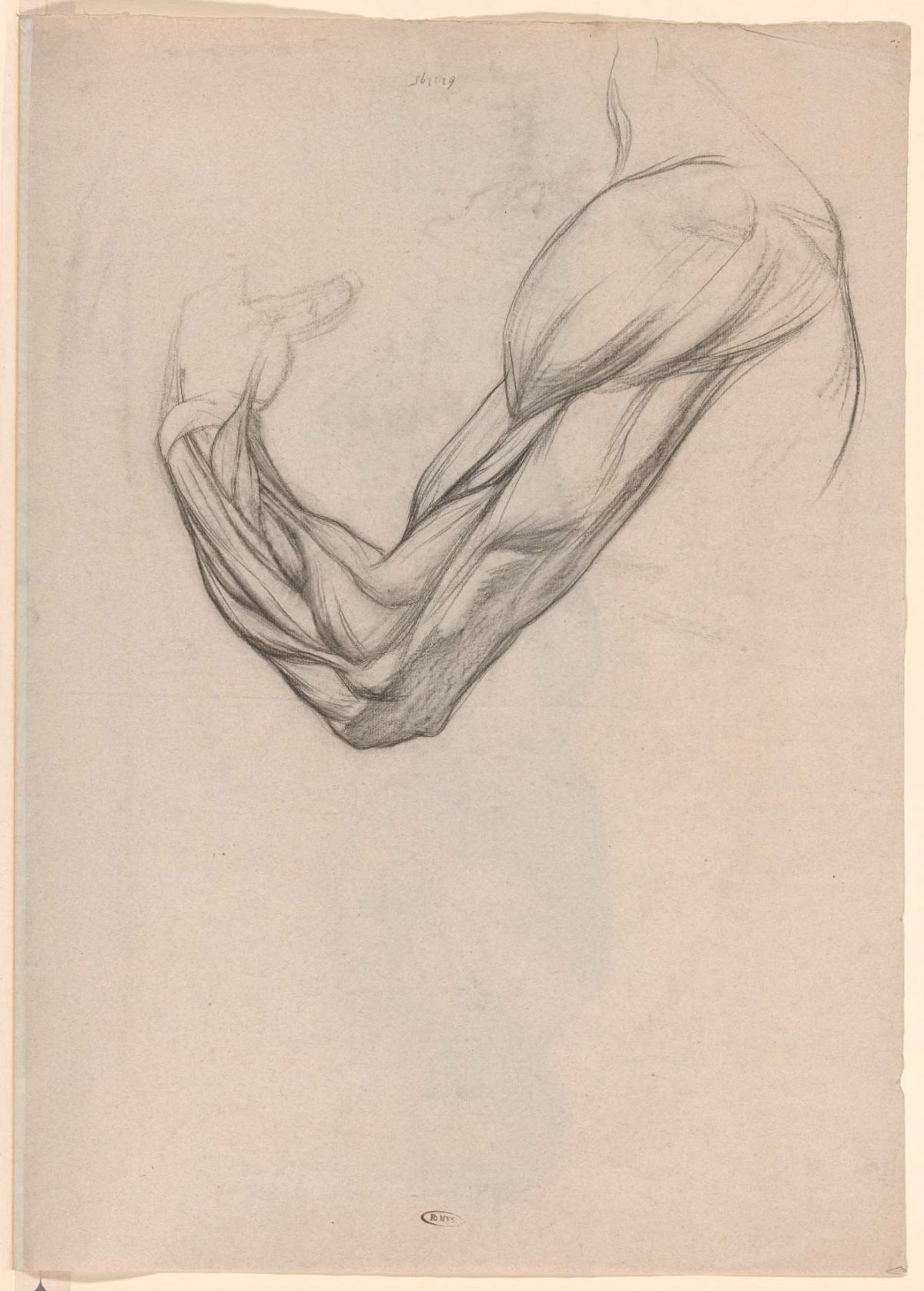 Anatomical study of the muscles of a right arm, Jan Veth, 1874 - 1925