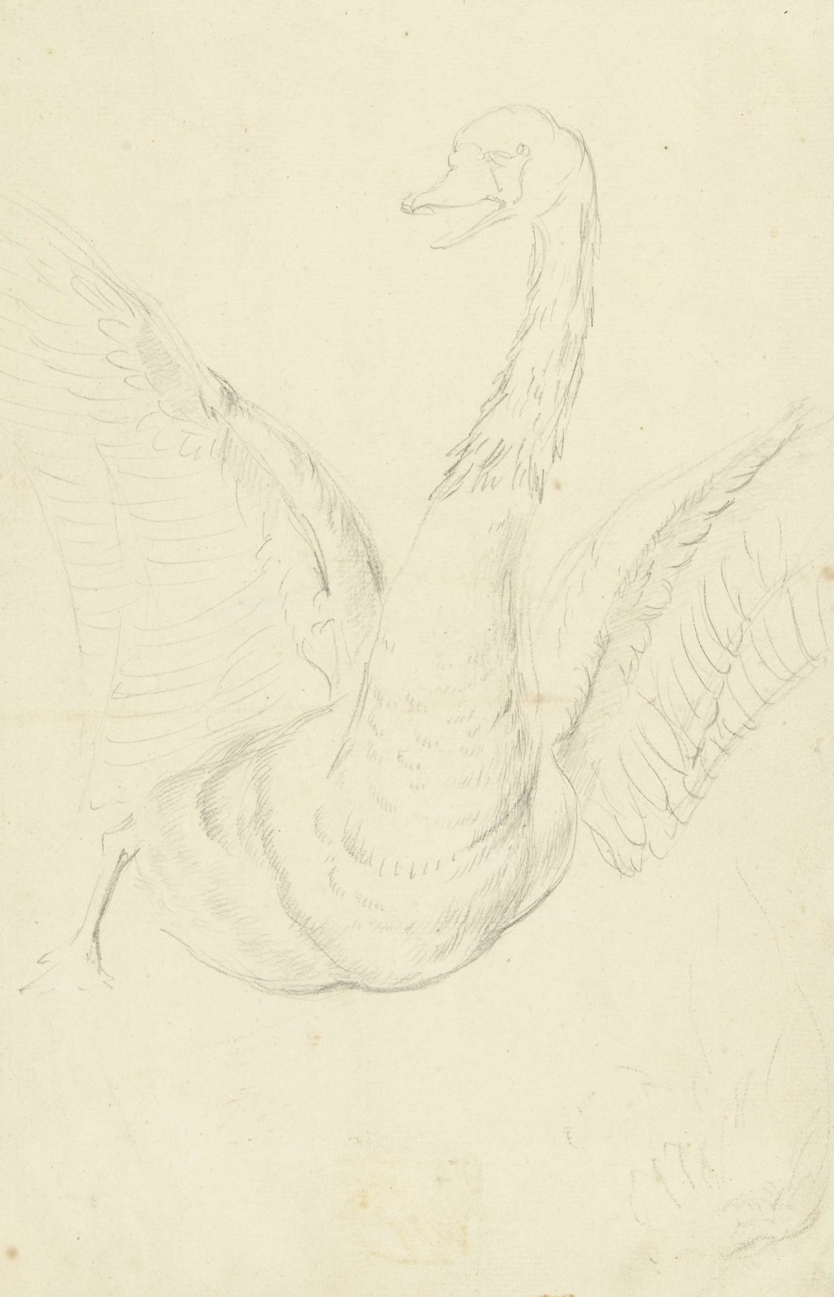 Swan with wings spread, Aert Schouman, 1720 - 1792