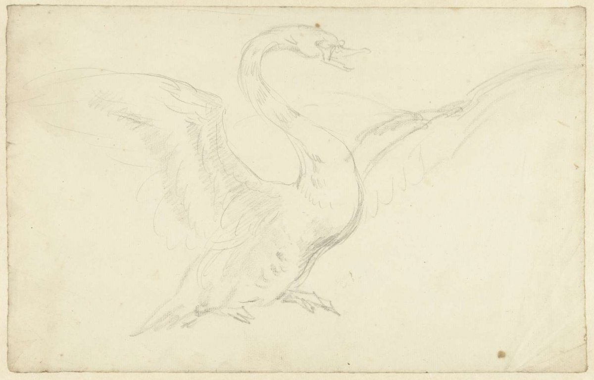 Study of a swan with wings spread, Aert Schouman, 1720 - 1792