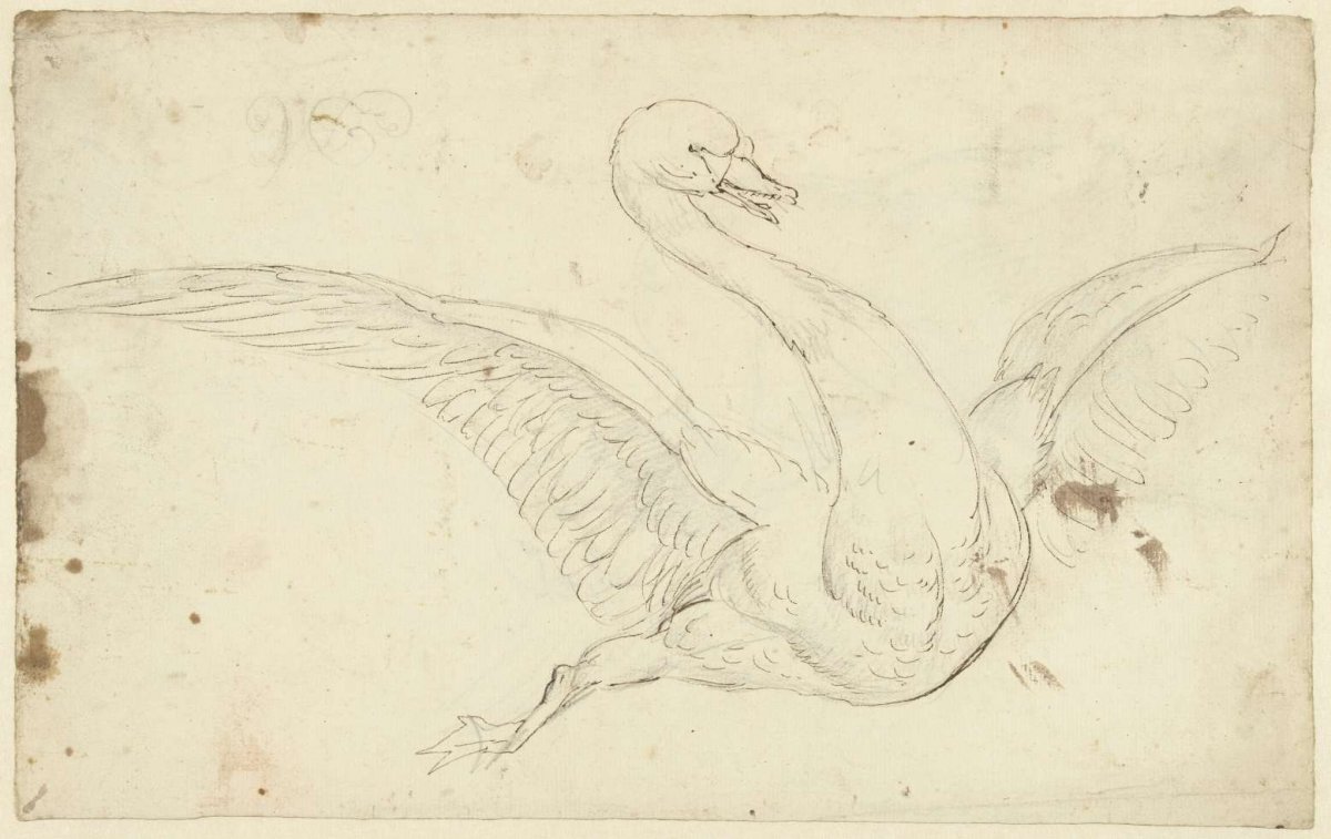 Study of a swan with wings spread, Aert Schouman, 1720 - 1792