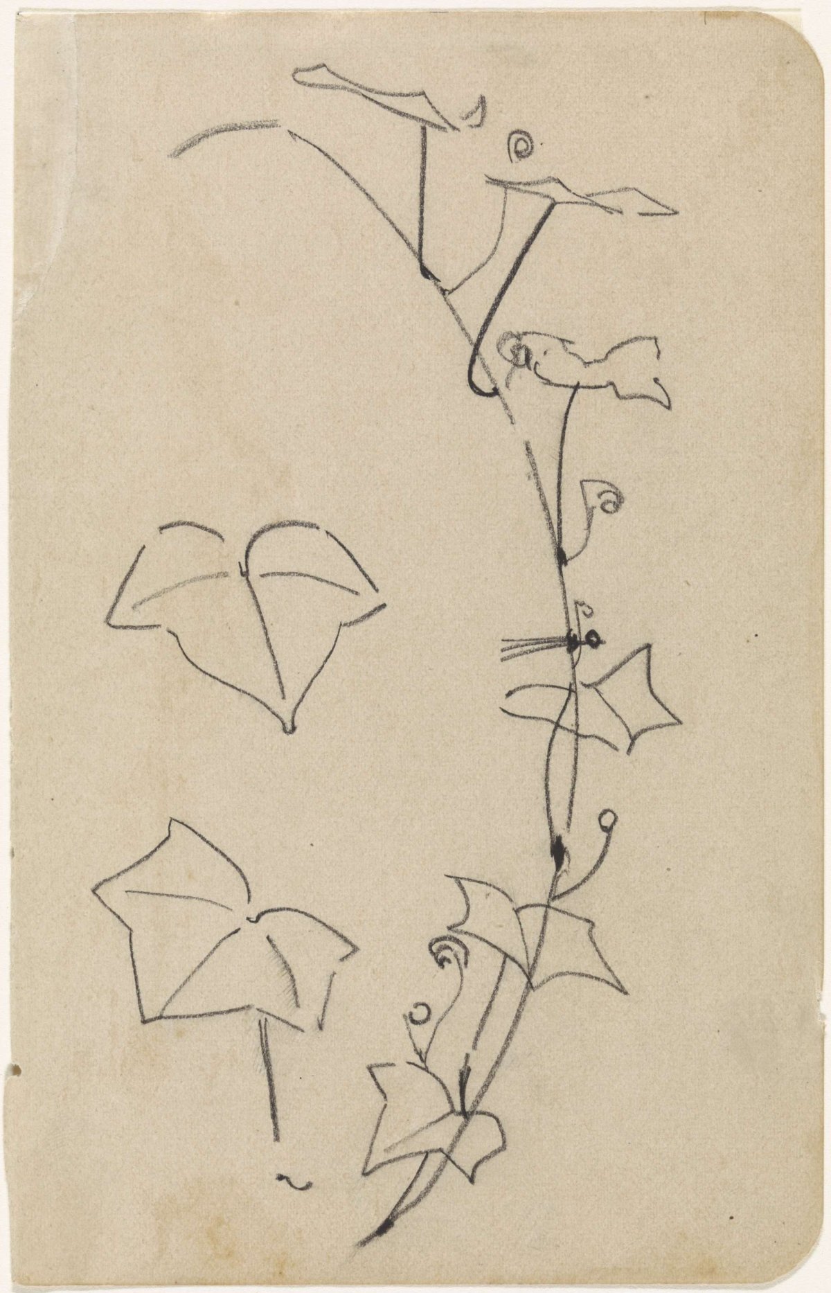Sketch of ivy, Gerrit Willem Dijsselhof, 1876 - 1924