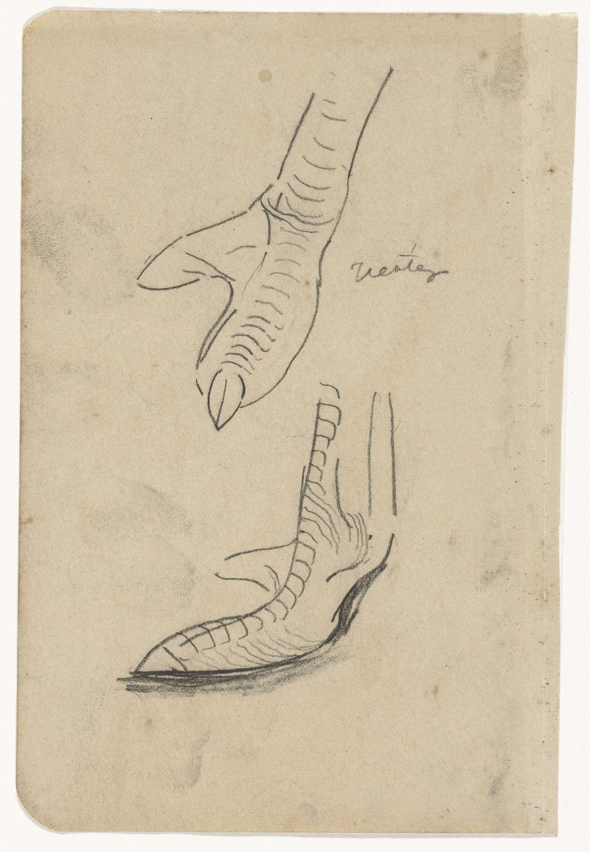 Legs of a bird, Gerrit Willem Dijsselhof, 1876 - 1924