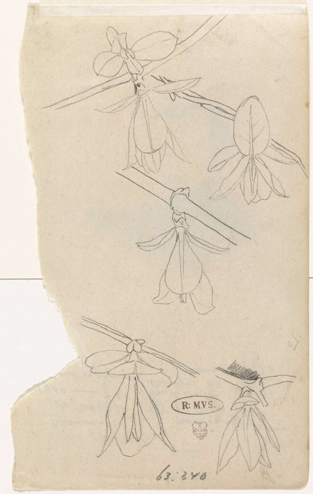 Studies of the flower of the magnolia, Gerrit Willem Dijsselhof, 1876 - 1924