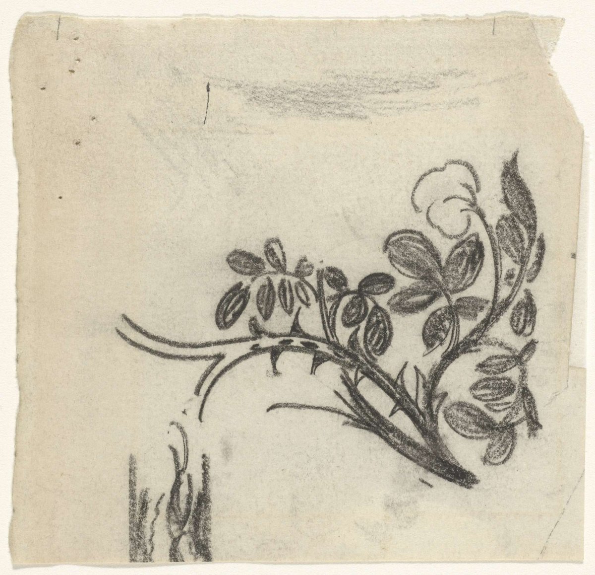 Sketch of a rose branch, Gerrit Willem Dijsselhof, 1876 - 1901