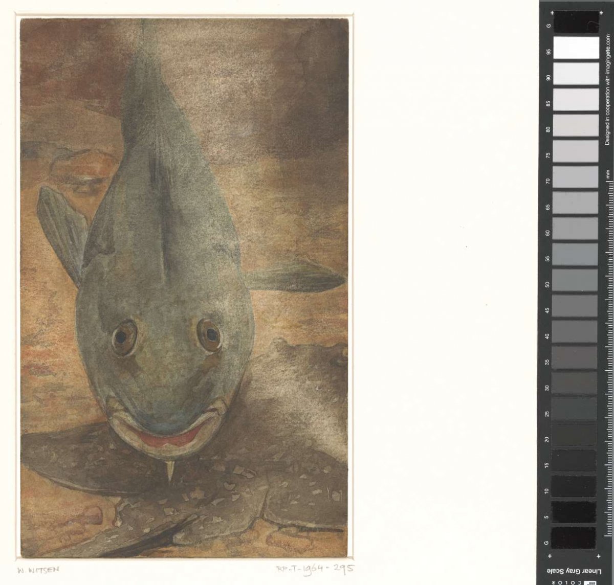 Fish seen from the front, Willem Witsen, 1870 - 1923