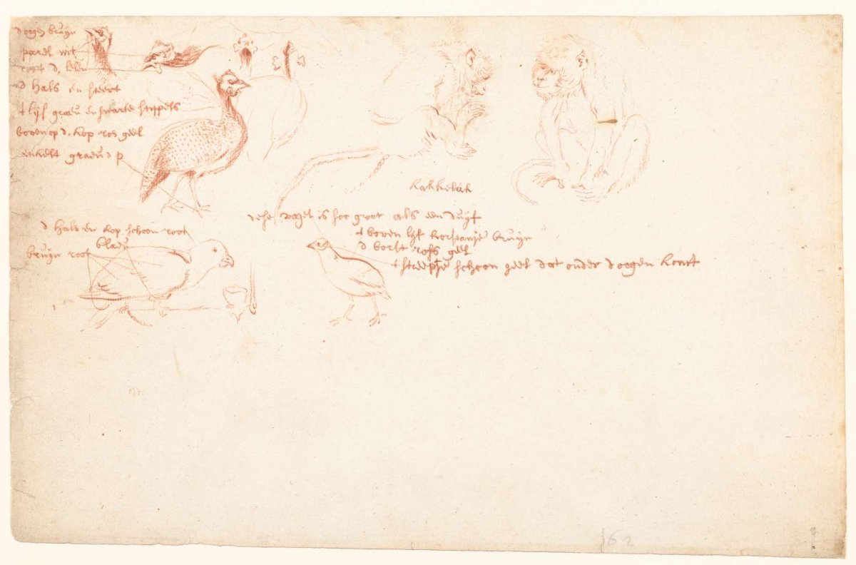 Study of two monkeys and some guinea fowl, anonymous, c. 1700