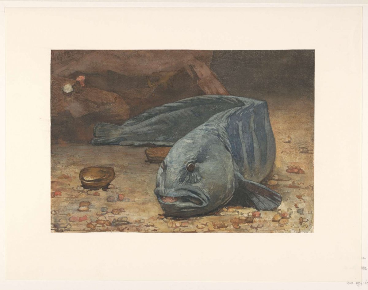 Sea wolf on the bottom of an aquarium, Willem Witsen, 1883