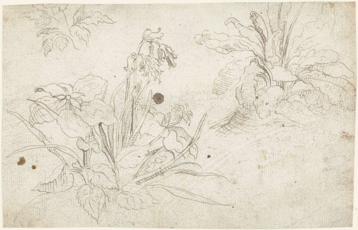 Studies of Plants, Crispijn van de Passe (I), 1575 - 1635
