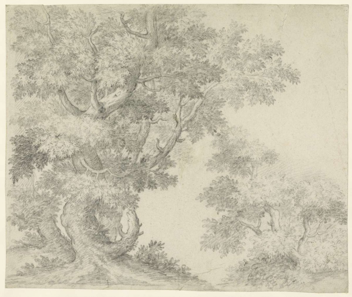 Study of two groups of trees, Crescenzio Onofrij, 1600 - 1699