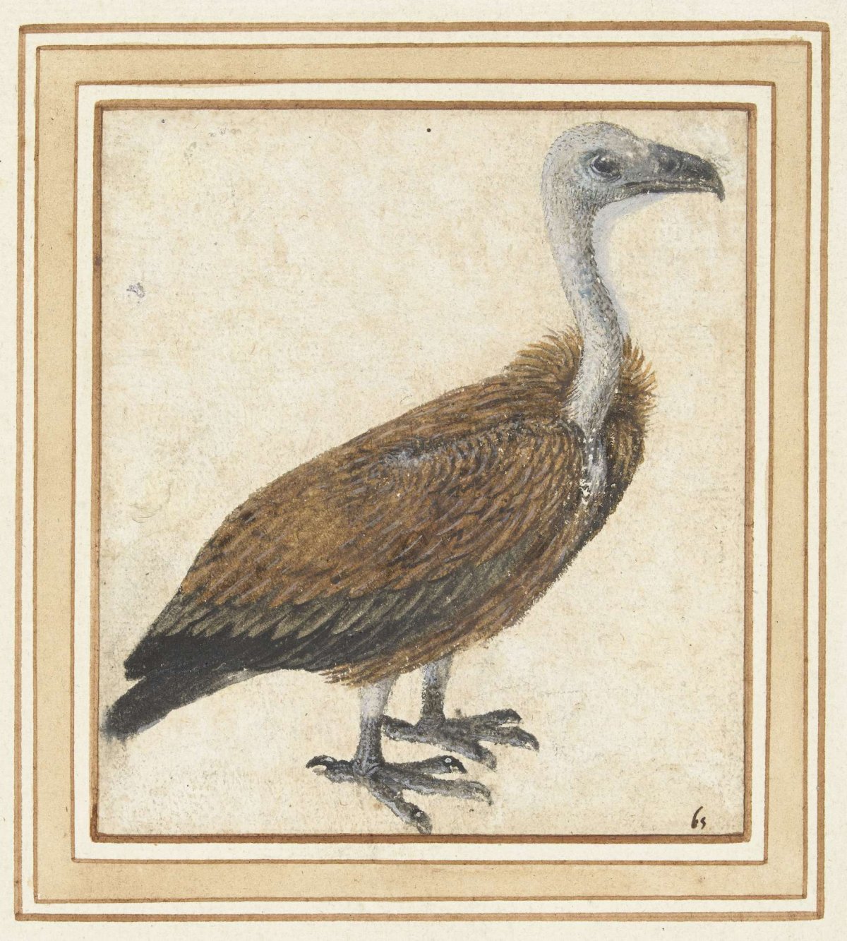 Jonge vale gier (Gyps fulvus), anonymous, 1500 - 1599