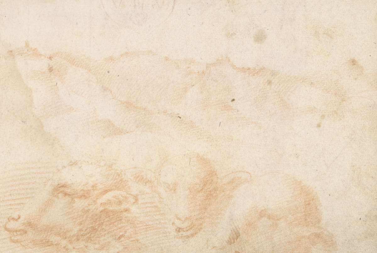 Hilly landscape with three heads of sheep, Domenico Beccafumi, 1500 - 1551