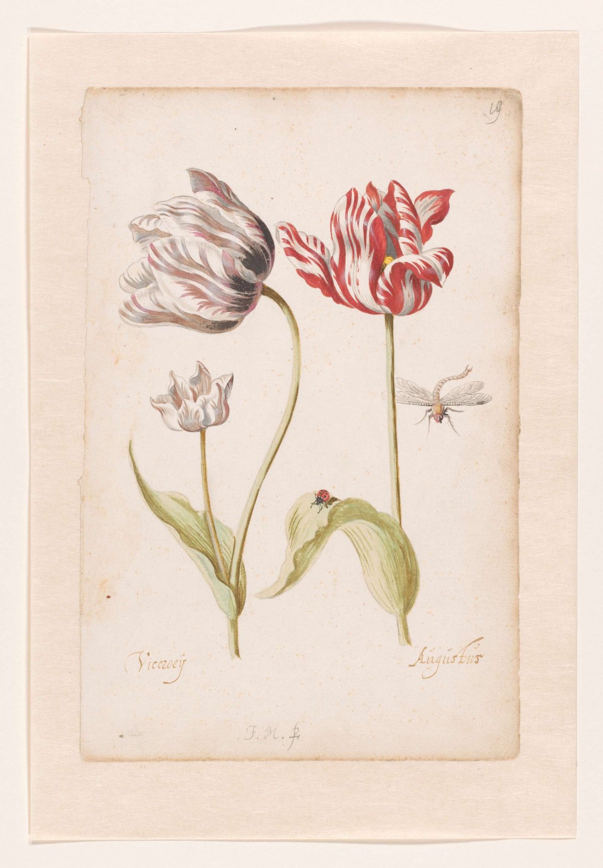 Two Tulips with Insects, Jacob Marrel, 1624 - 1681