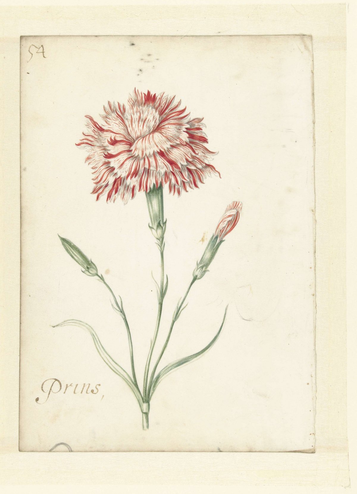 Carnation, Jacob Marrel, 1624 - 1681