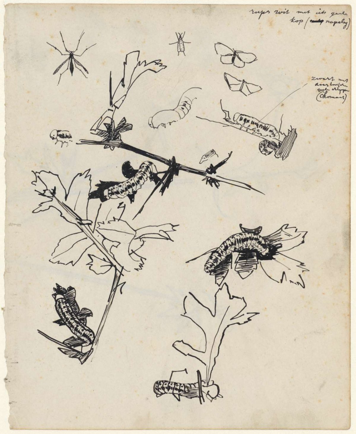 Study sheet with caterpillars and other insects, Theo Nieuwenhuis, 1876 - 1951