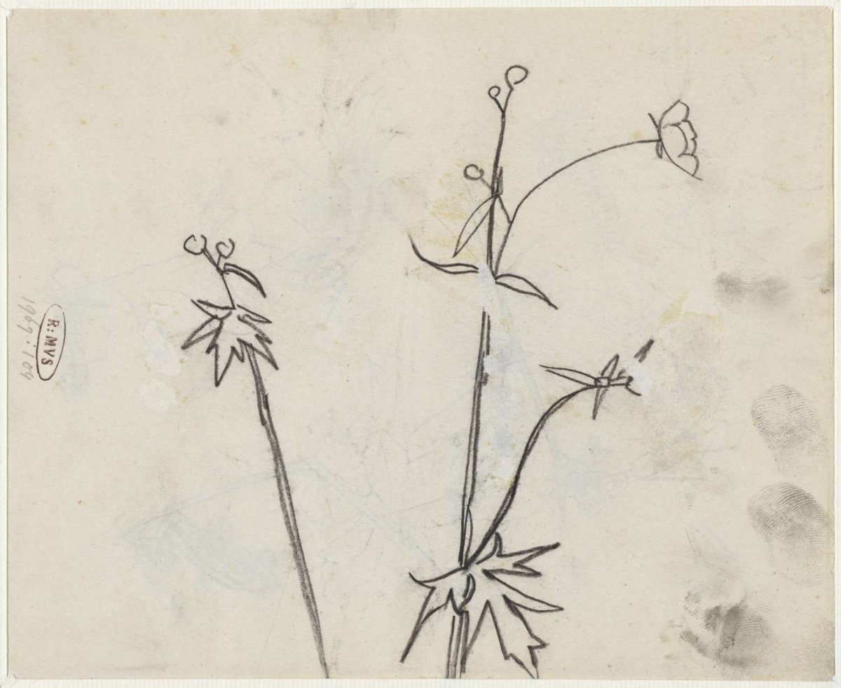 Plantenstudie, Theo Nieuwenhuis, 1876 - 1951