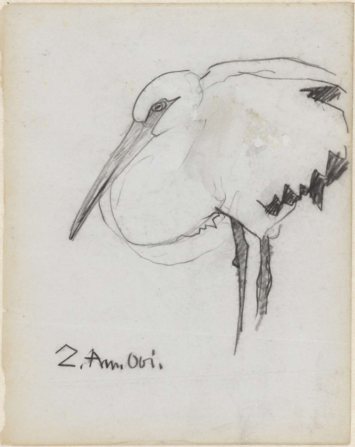 Zuid-Amerikaanse ooievaar, Theo Nieuwenhuis, 1876 - 1951