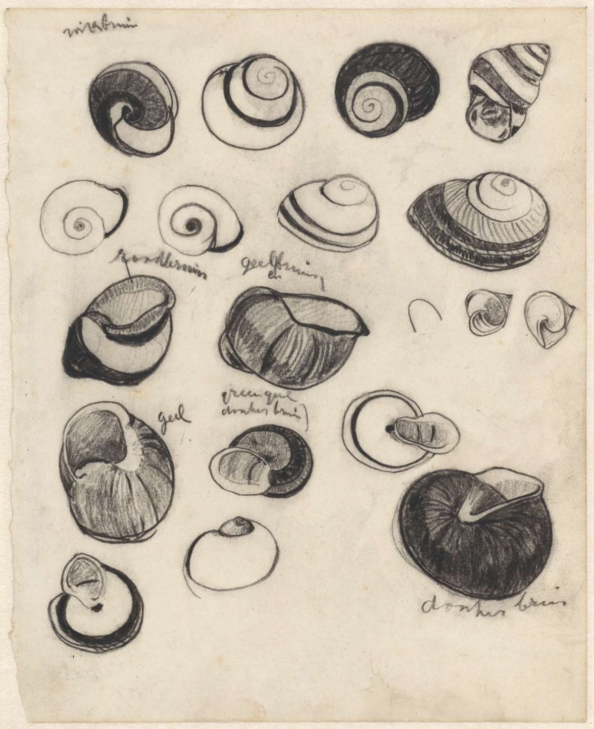 Study sheet with shells, Theo Nieuwenhuis, 1876 - 1951