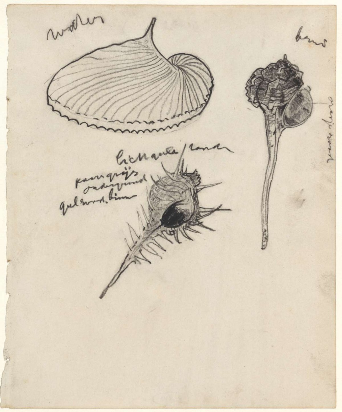 Study sheet with three shells, Theo Nieuwenhuis, 1876 - 1951