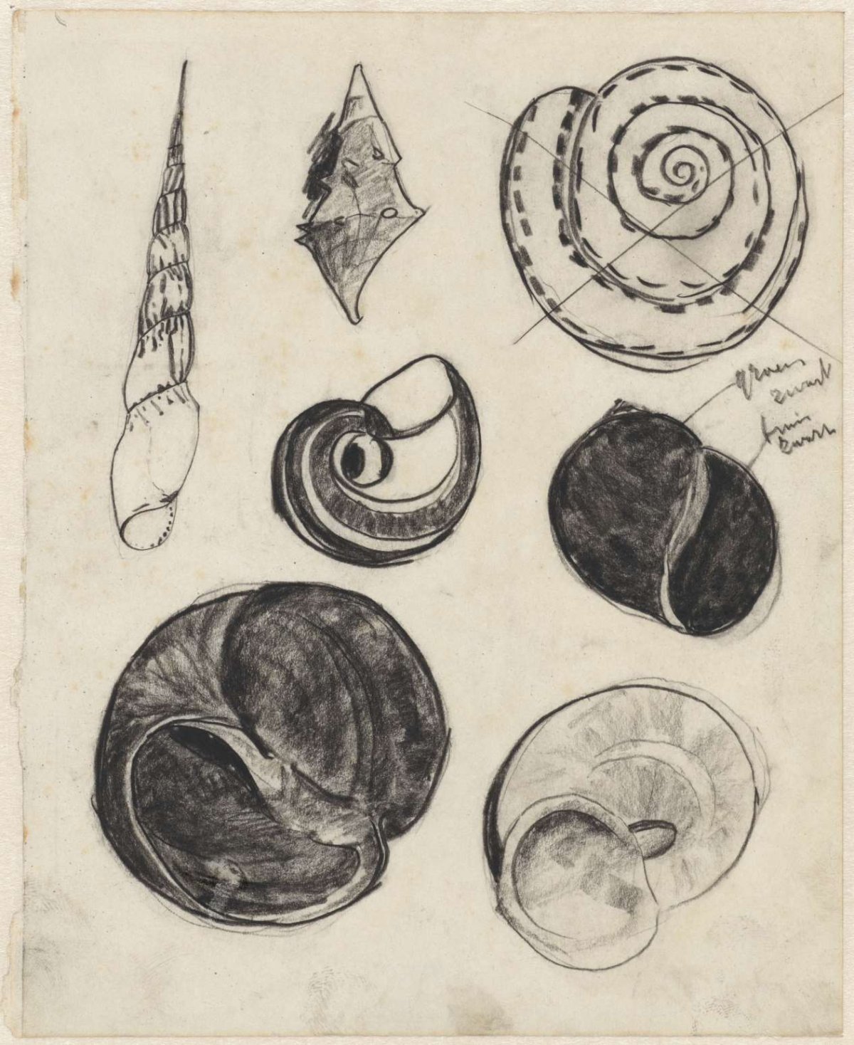 Study sheet with shells, Theo Nieuwenhuis, 1876 - 1951