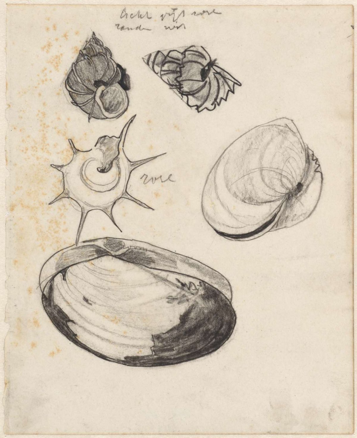Study sheet with shells, Theo Nieuwenhuis, 1876 - 1951