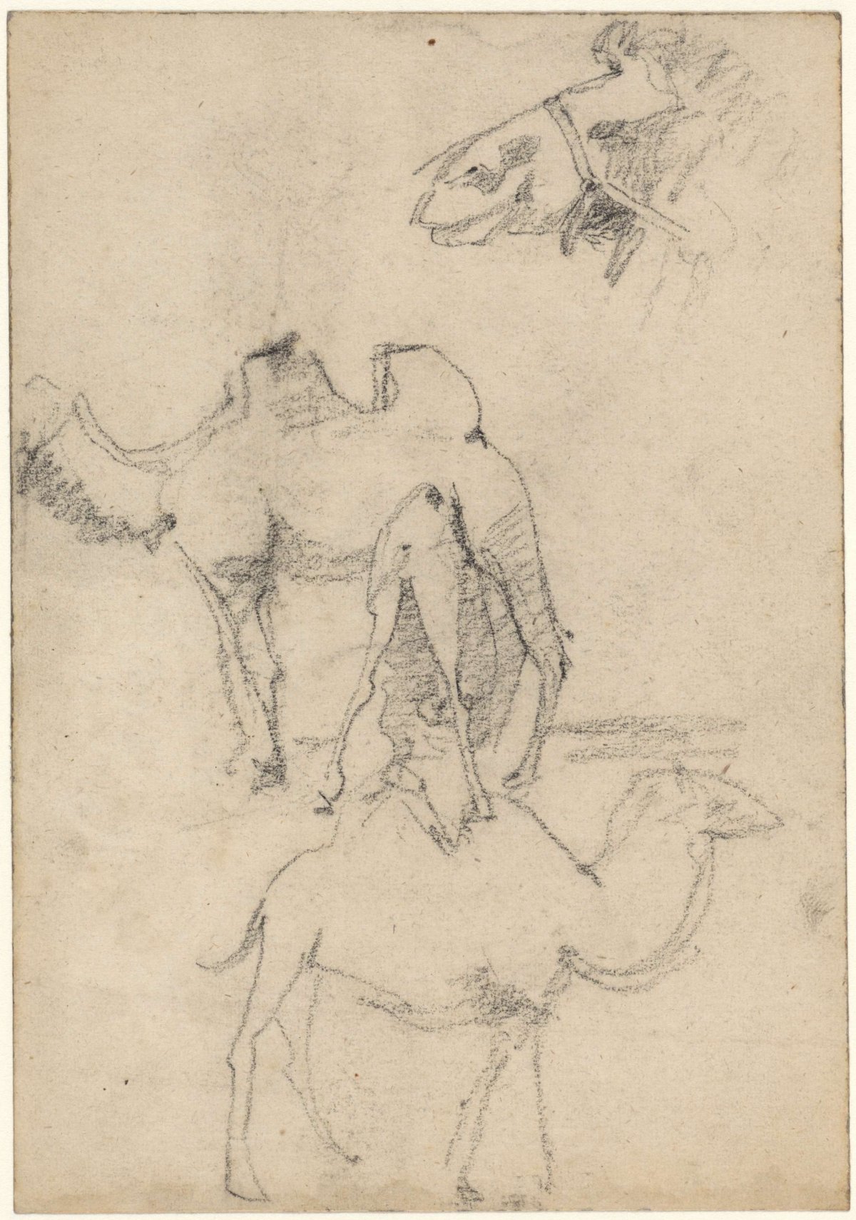 Studies of camels, Theo Nieuwenhuis, 1876 - 1951
