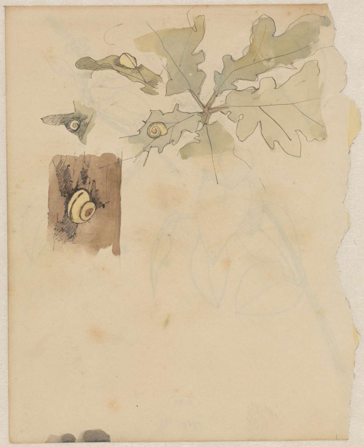 Oak leaf with snails, Theo Nieuwenhuis, 1876 - 1951