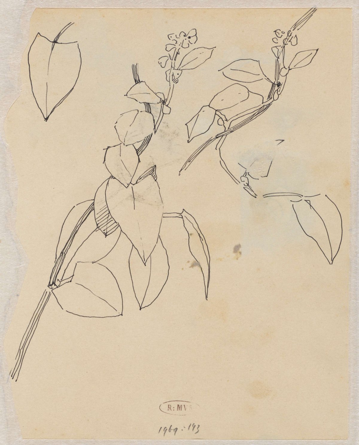Plantenstudies, Theo Nieuwenhuis, 1876 - 1951