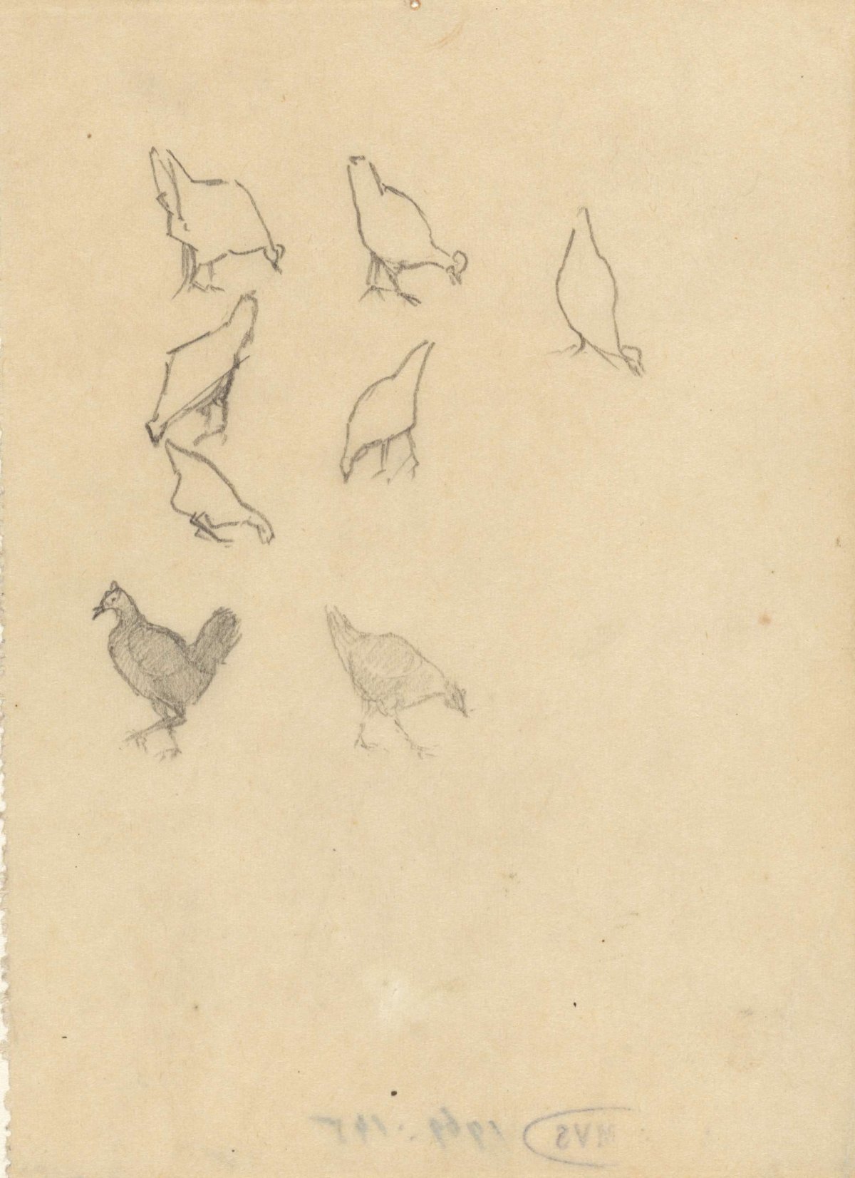 Kippen, Theo Nieuwenhuis, 1876 - 1951