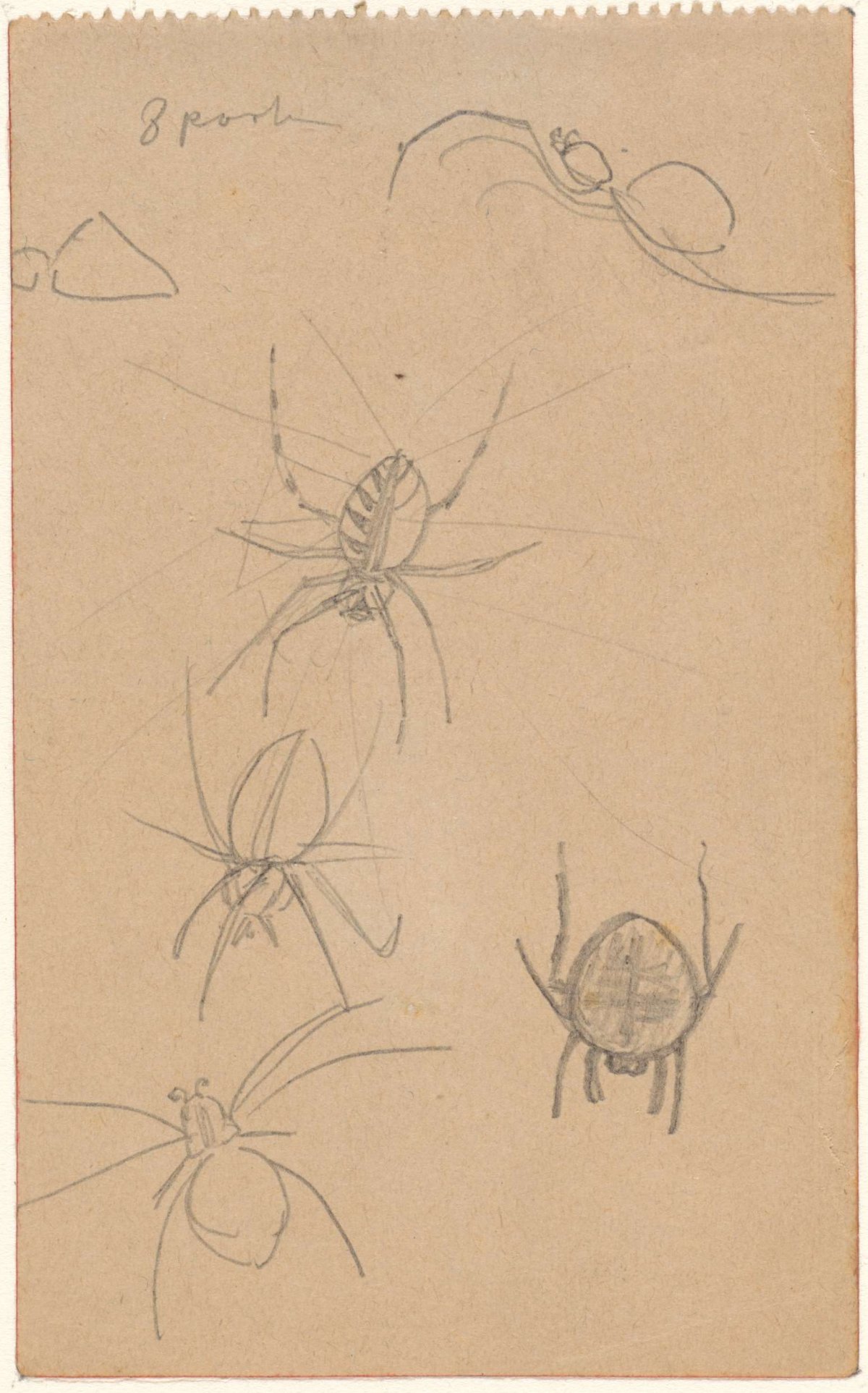 Studies of spiders, Theo Nieuwenhuis, 1876 - 1951