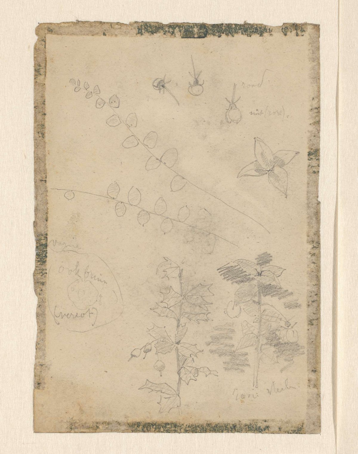 Studies of plants and fruits, Theo Nieuwenhuis, 1876 - 1951