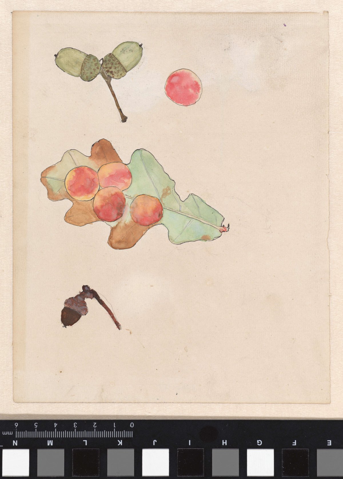Oak leaf with galls and acorns, Theo Nieuwenhuis, 1876 - 1951