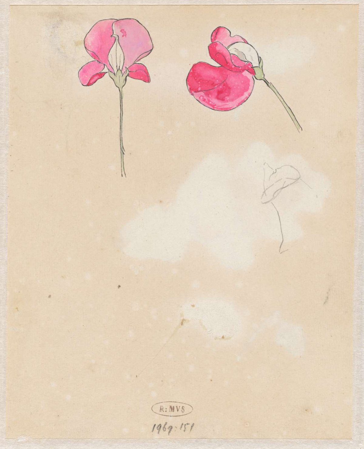 Lathyrus, Theo Nieuwenhuis, 1876 - 1951