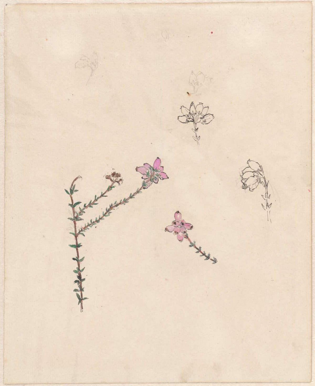 Twig with pink buds, Theo Nieuwenhuis, 1876 - 1951